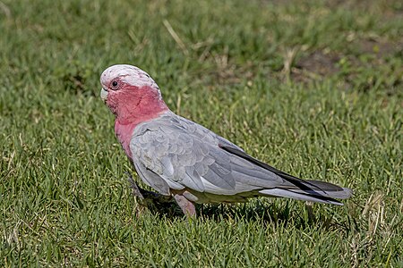 Galah, by Charlesjsharp