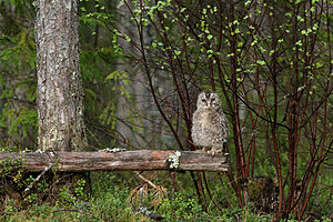 Албу‘да (Эстония) Strix uralensis гылын къуш