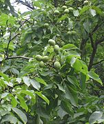 Juglans regia Broadview.jpg