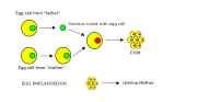 Thumbnail for File:Lesbian reproduction diagram en.svg