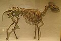 Mesohippus