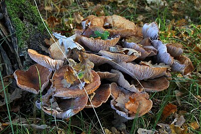 Onbekende paddenstoel in de Kampina (1 november)