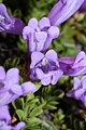 Penstemon davidsonii