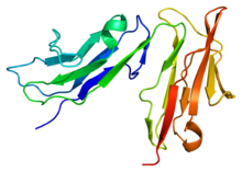 Protein FCGR3B PDB 1e4j.png