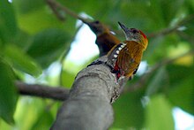 Red-Rumped Woodpecker (Veniliornis kirkii).jpg