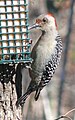 Red-bellied Woodpecker (female)