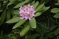 Rhododendron macrophyllum