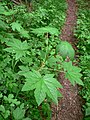 Ribes bracteosum