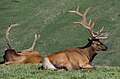 Image 20The Rocky Mountain elk is the Utah state mammal. (from Utah)
