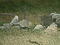 North Uist, Hebrides, Scotland