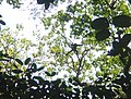 Ateles paniscus in Aguazu Forest, Brazil