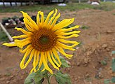 Sunflower in Delhi