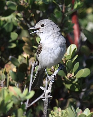 Griza vireo