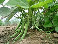 plant with green beans