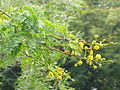 Dedaunan Acacia karroo
