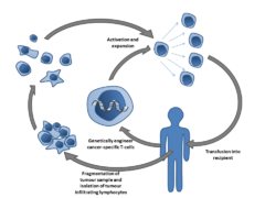 Adoptive T-cell therapy.png