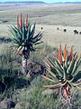 Kap-Aloe (Aloe ferox)