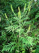 Ambrosia artemisiifolia