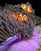 Pez payaso Amphiprion ocellaris y anemonanémona de mar, Heteractis magnifica