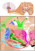 Main circuits of the basal ganglia