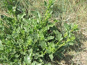 Strandbede (Beta vulgaris ssp. maritima)