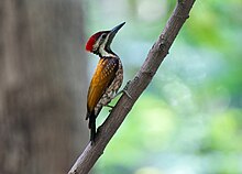 Black-rumped Flameback Woodpecker - বাংলা কাঠঠোকরা