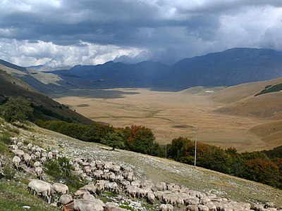 English: Piano Grande with sheep (September 2006)