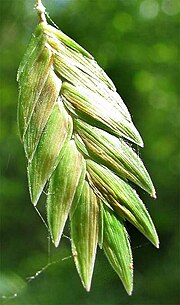 Chasmanthium latifolium