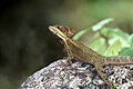 Common basilisk (Basiliscus basiliscus)