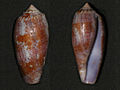 Conus tulipa