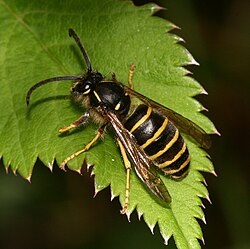 Saksijas lapsene (Dolichovespula saxonica)