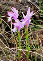 Arethusa bulbosa