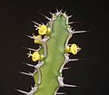 Euphorbia petraea