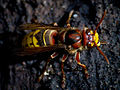 European Hornet