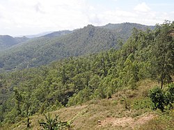 Eucalyptus urophylla forest near Madabeno