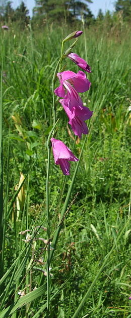 Pelkinis kardelis (Gladiolus palustris)