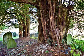 Heyope Old Yew Trees - geograph.org.uk - 4754096.jpg