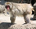 Japanese Macaque