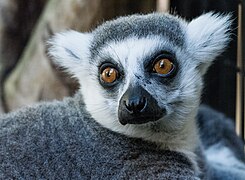 Katta Lemurs 2.jpg