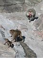 baboons