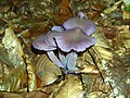 Laccaria amethystina (Hydnangiaceae)