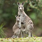 Eastern gray kangaroo