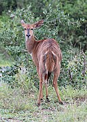 Nyala in Hluhluwe–Imfolozi Park 01.jpg