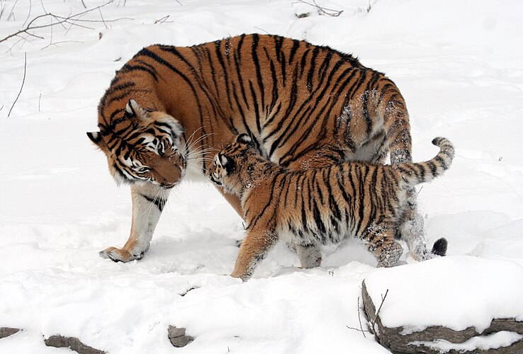 Самка амурского тигра (Panthera tigris altaica) с тигрёнком