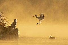 First place: Great cormorant (Phalacrocorax carbo), Little egret (Egretta garzetta) and Gadwall duck (Mareca strepera) in Taudaha Lake, near Katmandu, Nepal. – 帰属: Prasan Shrestha / CC BY SA 4.0