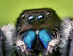 Springspinne Phidippus audax (von Opoterser)