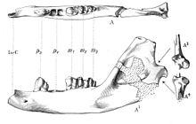 Ptolemaia lyonsi jaw