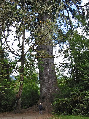 Quinault Lake Spruce, ege volumena piceo