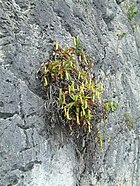 Una Nepenthes saxícola.