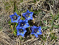 Stlupëc (gentiana acaulis) sun Resciesa.